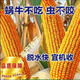 New species double national review original Zhongkeyu 505 corn seeds are resistant to lodging and insects. It is good to sow low-stem big stick seeds in spring and summer. New species original Zhongkeyu 505 4200 grains x1-pack