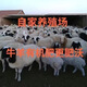 40 Jin Jin is equal to 0.5 kg. Pure sheep manure organic fertilizer for growing vegetables and flowers. Universal fermented chicken manure orchard nutrient soil. 19.9 Jin Jin is equal to 0.5 kg. No root burning, no insects and no smell. Inner Mongolia fermented pure sheep manure. 99 items left in the event.