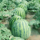 Meidu 8482 Kirin Watermelon Seed Collection Lazy Man Sweet King Seedless High Yield Balcony Small Southern Vegetable Seed Lazy Man 8424 Watermelon About 35 Pieces Original Activity