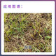 金帆达金帆达 草甘膦铵盐757草甘膦 草甘磷铵盐除杂草农药除草剂 50g*160袋