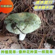 野生青头菌菌种种植绿胎菌菌种食用菌蘑菇种植包室内阳台盆景山林 野生青头菌种【不分季节种植】 1389粒【出1000个菌】送种植说明