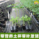 Dwarf papaya seedlings, fruit papayas, red-fleshed papaya seedlings, large green papaya seedlings that bear fruit in four seasons, potted courtyards, 2 dwarf papaya seedlings (10 cm high), free reissue after receiving dead seedlings (with cups and leaves)