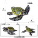 
Oenux marine animal model sea turtle toy solid turtle simulation small creature ornament figure children's elephant turtle leatherback turtle M-688 Brazilian turtle