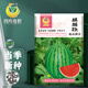 Fengming Yashi early-maturing four-season watermelon seeds thin-skin gift hybrid watermelon seeds Kirin 2K watermelon seeds 50 capsules