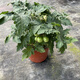 Tomato potted imported tomato seedlings with flowers and fruits four seasons tomato fruit flower seedlings edible outdoor cherry tomatoes small tomato potted with fruit shipped 1 pot