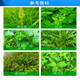 沪联植保 沪联万红 757草甘膦 68%草甘膦铵盐粉剂农药 非耕地除杂草行间杂草烂根农用草甘磷除草剂 50克/袋*10袋