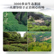 Xigua Oolong Tee Top Principal Wuyi Rock Tea Zhengyan Cinnamon Special 240g mittelfeuer Geschenkbox Packung