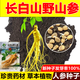 Changbai Mountain ginseng seeds, wild ginseng seeds, easy to grow Chinese medicinal materials in all seasons, easy to live indoor flower pots, ginseng seeds, shipped without buds, big sale, 3 bags selected, about 156 capsules