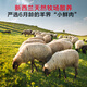 No. 1 member store New Zealand free-range raw cut lamb rolls, net weight 2Jin Jin is equal to 0.5 kg, hot pot ingredients, fresh lamb, mutton slices, mutton rolls