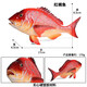 Spielzeugfisch erkennt die gefälschte Fischsimulation von Kindern Ozeanwasser Fischmodell Tierlachs Mann Thunfisch gesalzene Fischqualle M-1151 Krokodil El