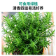 Hua Weng potted edible thyme vanilla plant spices large pot of rosemary (gallon pot) straight from the source