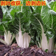 Xinning Brassicae Seeds are edible white stems, large broad leaves, thick skins, high-yield all-season old varieties, Spring Brassica Genda Vegetable Seeds, Broad-leaf Brassicae 2 packs and 3 packs (selected by 60 people)
