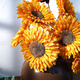 Aesthetic Hacker Sunflower Dried Flower Bouquet Dried Flower Real Flower Decoration Everlasting Flower Living Room Natural Sunflower Simulation Flower Floor Golden Single Real Flower Rod Length 50-70 cm