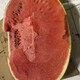 Fengba C929 watermelon seed round melon with thin skin, super sweet, medium and late maturity, high yield and disease resistance base, special for Fengba C929 one can (80g)
