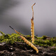 2 Cordyceps sinensis raíces/g 20g 40 a gran altitud Cordyceps grandes especificaciones Cordyceps King Nutritive Gift Box