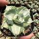 Yingyu Huayuan Princesa Thor mancha blanca Pequeña planta en maceta de suculentas de la familia agave, las flores y las plantas mutantes son fáciles de cultivar, la princesa Cuihua Palm 3-4 cm [3 macetas
