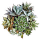 Die fünffarbige Agave glückverheißende Krone der Goldenen Leech Prinzessin Thunder Sukkulente Pflanzenkombination Potted Saizhixe Einzelhoch