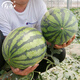Shouhe watermelon seeds melon seeds early maturing extra large unicorn super sweet thin skin rock sugar 8424 watermelon seeds 120 capsules