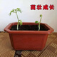 Changbai Mountain ginseng seeds, wild ginseng seeds, easy to grow Chinese medicinal materials in all seasons, easy to live indoor flower pots, Changbai Mountain ginseng seeds, new species, new species, about 200 capsules