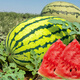 Beishu 8424 watermelon seeds, early maturing special melon fruit, no pruning, 50 pieces of lazy watermelon seeds