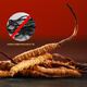 Cordyceps de Mountain Cordyceps Sinensis sélectionné de haute qualité, propre et lyophilisé Cordyceps dodyceps et ininterrompu Boîte-cadeau du Nouvel An 3-5 pièces / gramme