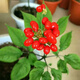 Changbai Mountain ginseng seeds, wild ginseng seeds, easy to grow Chinese medicinal materials in all seasons, easy to live indoor flower pots, Changbai Mountain ginseng seeds, new species, new species, about 200 capsules