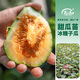 Shouhe Bingtangzi small melon seeds, tall pear-shaped melon seeds, early maturing four-season balcony potted seeds, Bingtang Prince melon seeds 80 seeds + 10 seedlings