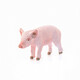 
Comele German Sylves Schleich simulated poultry duck animal model male duck female duck goat domestic Sile standing pig standing pig 13783