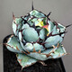 Hanchangwu Fresh Fairy Plants, Blue Whale Agave One Shot, Premium Small and Medium Agave Succulent Plants 8910 Size Comparison of 10cm Pot