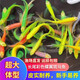 Butterfly wing zebrafish long tail long fin ornamental fish cold water small freshwater goldfish live easy to raise freshwater ornamental fish small random 2-3 cm 2 pieces