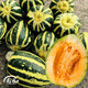 Shouhe Xinjiang Hami melon seeds, southern and northern early-maturing super sweet Xiangfei reticulated honeydew melon seeds, Shouhe Weifeng Bingtang Prince melon seeds 80 capsules