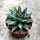 Agave Family Series von Schnee, verheißungsvolle Kronbrokade fünf Farben und andere saftige Pflanzen Gartenpopfpflanzen Maikele Ji Luanxue 12-15 cm