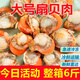 Extra Large Scallop Meat Fresh Frozen Chaoshan Yaozhu Seafood Aquatic Shellfish 5Jin Jin is equal to 0.5kg Large Scallop Meat
