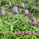 Fritillary bulbs, Hubei Fritillary seedlings, Sichuan Fritillary seedlings, Chinese medicinal Fritillary bulbs, Fritillaria seedlings 5 pieces