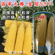 Wangyuanxing Golden Crown 597 corn seed big stick fruit corn super sweet sunflower sweet corn seed 400g can Golden Crown 597 5 cans