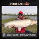 
Mermaid genuine spotted fishing line silver carp bighead carp main line sub line new competitive big fishing line nylon line 9.0# (linear tension 16783g) fish 80 Jin [Jin equals 0.5 kg] Inner fish [100 meters]