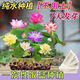 Bowl of lotus seeds, colorful hydroponic flowers, water-grown four-season lotus, lotus seeds, lotus root green water plants, mixed-color bowl of lotus seeds, budding when exposed to water, blooming in all seasons, 100% budding, 10 capsules, multi-color mixed, already opened