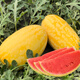 Long-cultivation, early-maturing Golden Beauty watermelon seeds, southern spring and four seasons yellow-skinned, red-fleshed watermelon seeds, balcony potted fruit seeds, Golden Beauty Watermelon 1g