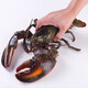 YOUDAO extra large Boston lobster fresh frozen imported Canadian lobster non-live seafood gift box 500-600g