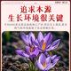 Nantong Jiufang Nanjing Tongrentang Saffron Authentische Tibet -Geschenkbox für ältere Freundin Frau Frauen nahrhaft 1G Geschenkbox