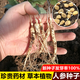 Changbai Mountain ginseng seeds, wild ginseng seeds, easy to grow Chinese medicinal materials in all seasons, easy to live indoor flower pots, ginseng seeds, shipped without buds, big sale, 3 bags selected, about 156 capsules