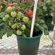Tomato potted imported tomato seedlings with flowers and fruits four seasons tomato fruit flower seedlings edible outdoor cherry tomatoes small tomato potted with fruit shipped 1 pot