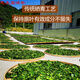 张家界青钱柳原叶茶 高龄古树金钱柳茶青钱柳原叶茶 《青钱柳颗粒茶150克一罐》