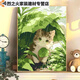 CLCEY数字油画diy可爱小猫咪手工填色解压萌宠丙烯生日礼物装饰画猫咪 熊猫A2677