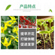 Aiduo Recovery Sodium Nitrophenolate Tomato Flower and Fruit Coloring Promotes Flowering, Budding and Rooting Antidote for Pesticide Harmful Pesticides Plant Growth Regulator 50ml (80 bottles 1 box)