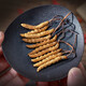
QOMO Tibet Nagqu Cordyceps sinensis High-altitude Dried Cordyceps Wild Cordyceps Natural Growth Nagqu Cordyceps Gift Box Gift Box Gift Box Gift Box 3-4 Rods/g 10g (35-40 Rods)