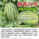 8424 Authentic Grafted Seedlings with Soil and Seedless Midu Kirin Early Mature Seedlings Watermelon Seedlings Xinong No. 8 Watermelon Seedlings Buy 10+10 Real Hair 20 Plants + Fertilizer