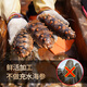 Guanshentang Dalian bottom-sown ready-to-eat sea cucumber fresh sea cucumber seafood aquatic New Year gift box 1000g 18-24 pieces Selection