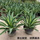 秋颖金边龙舌兰盆栽 多肉植物 虎皮兰绿植花卉好养 金边龙舌兰一颗高18-20CM左右 原土发货（耐旱植物易养活）