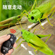 
Creation techniques remote control grasshopper electric toys little boys and girls Internet celebrity simulation can move insects, reptiles, small animals, children's pranks [Classic version - remote control centipede] Yellow and black model 9901+ screwdriver, equal size